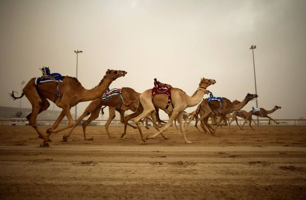 Camel-Racing-With-Robots-Is-A-Very-Real-Thing-That-Is-Happening-In-Dubai