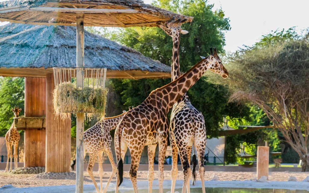 Umm al Quwain Zoo: A Fascinating Wildlife Adventure