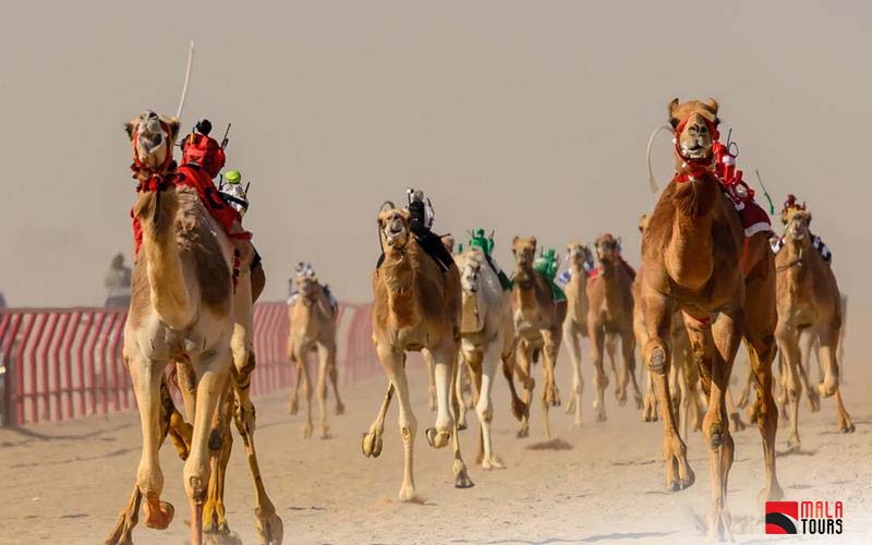 Al Tallah Camel Race Course