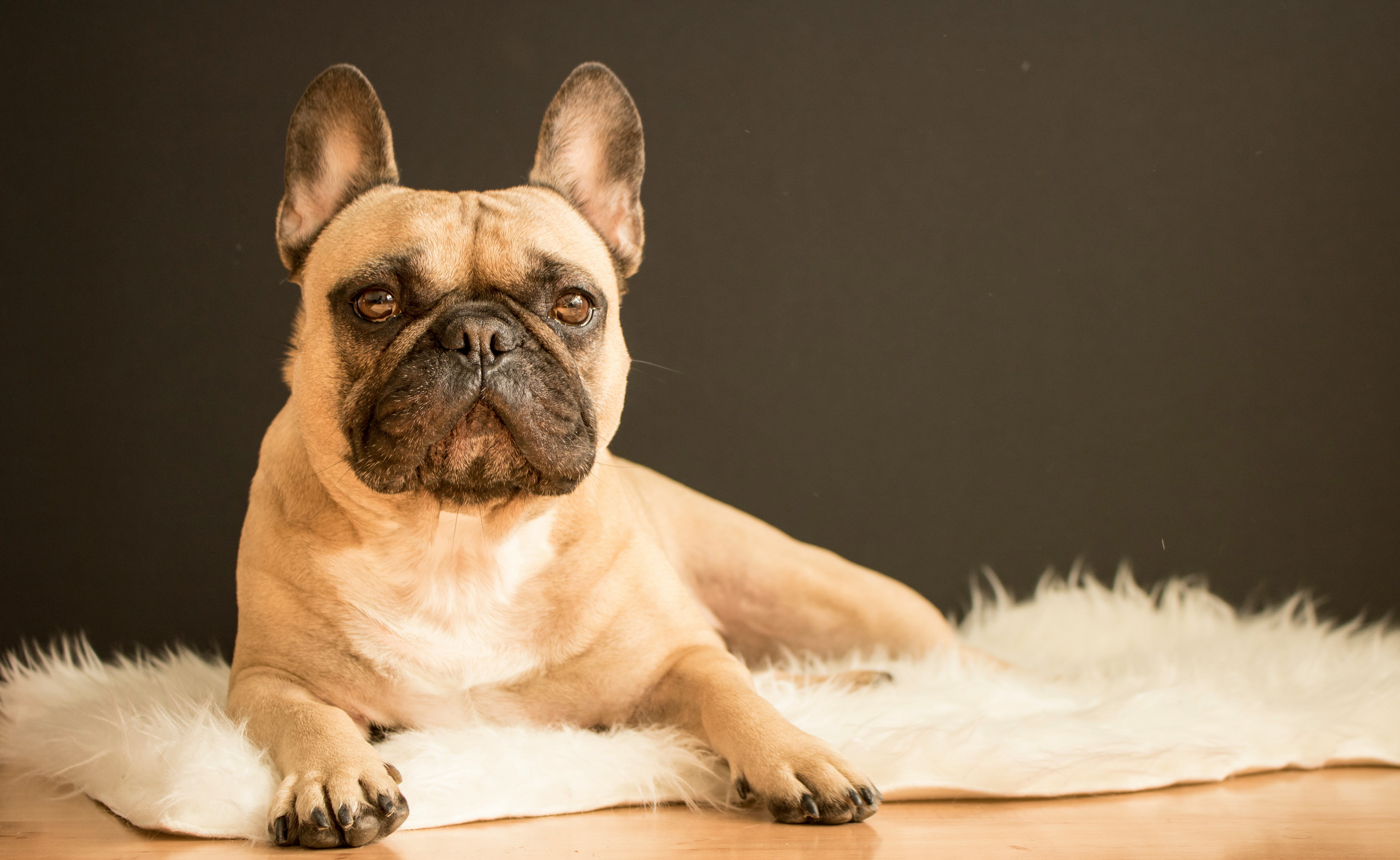 The Most Sought-After Dog Breeds Among Dubai’s Elite